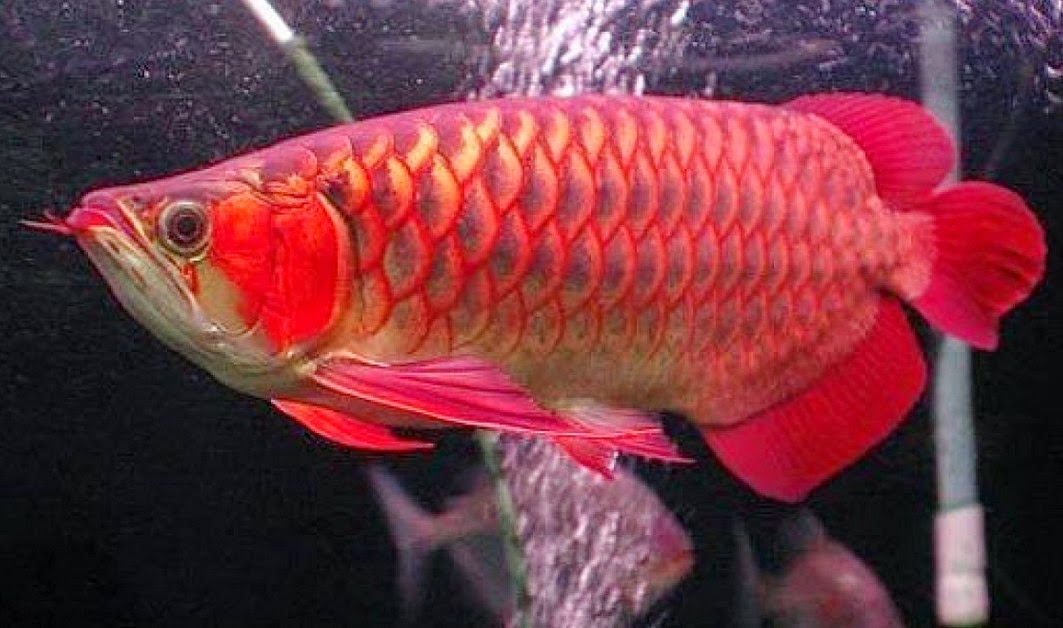 Harga Ikan Arwana Super Red Platinum