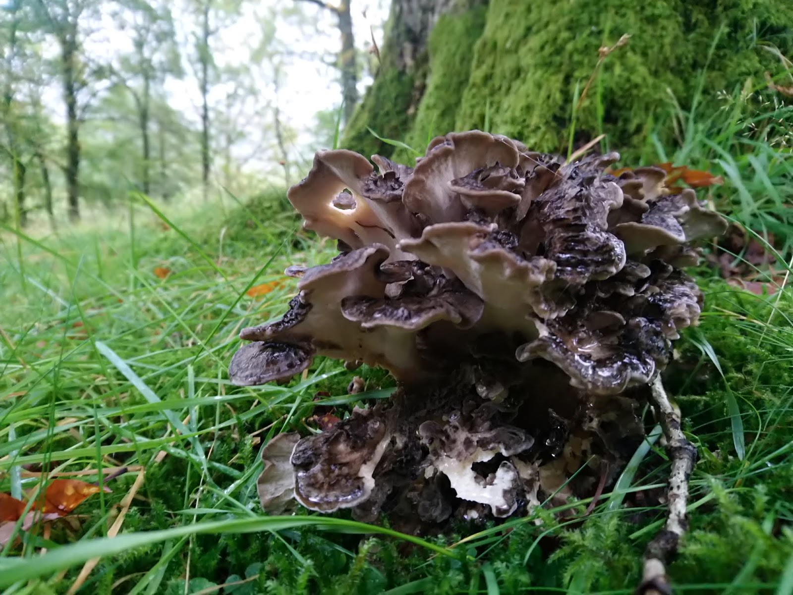 Hen of the Woods Recipe
