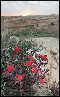 This Beautiful Flower on the Edge of the Cliff is a type of Indian Paintbrush