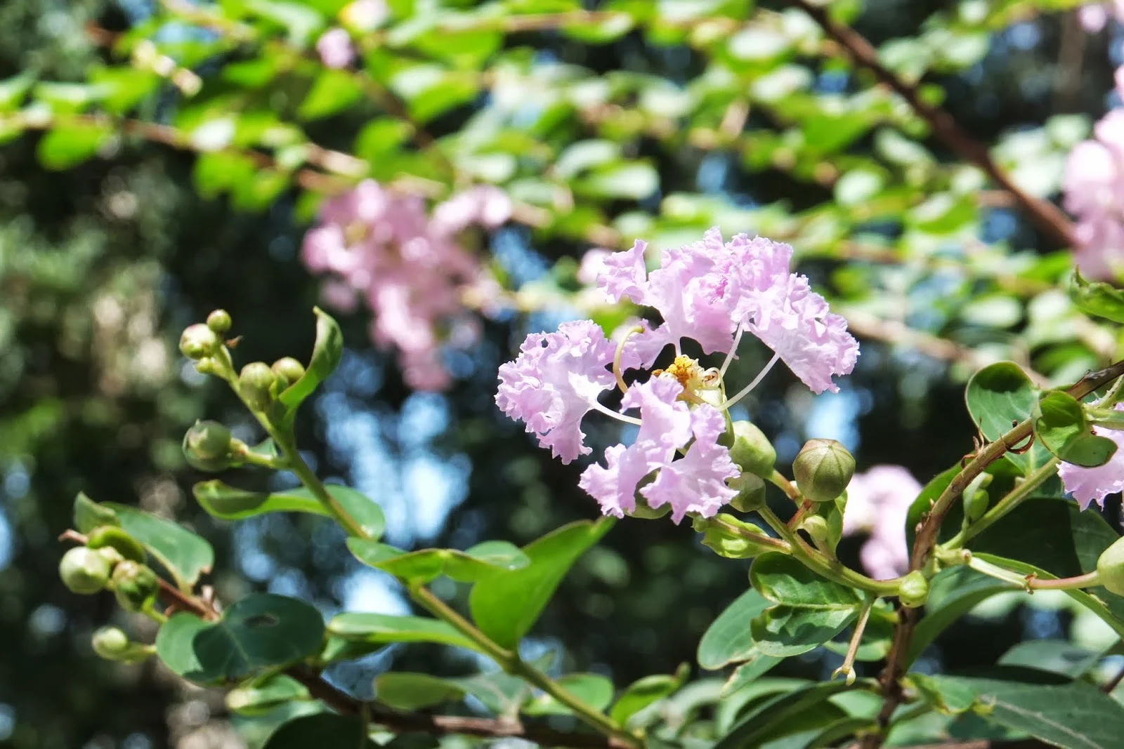 hanoi-zoo-flower　ハノイ動物園の花