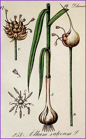 2. Природний антиоксидант