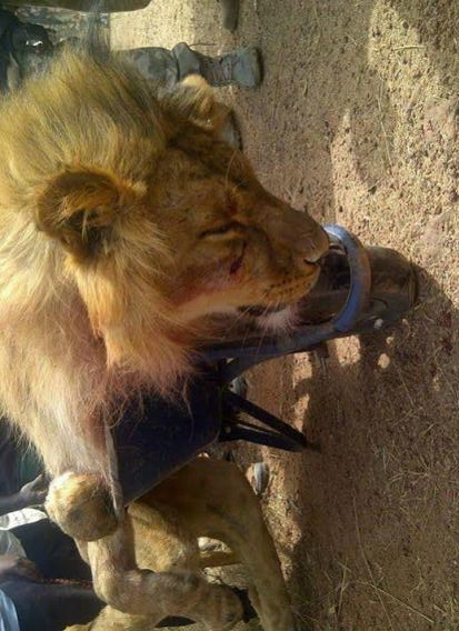 lion escaped jos wildlife park
