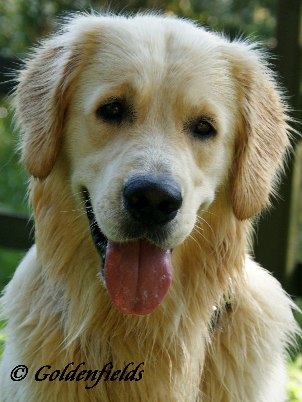 Wie Groß Wird Ein Golden Retriever