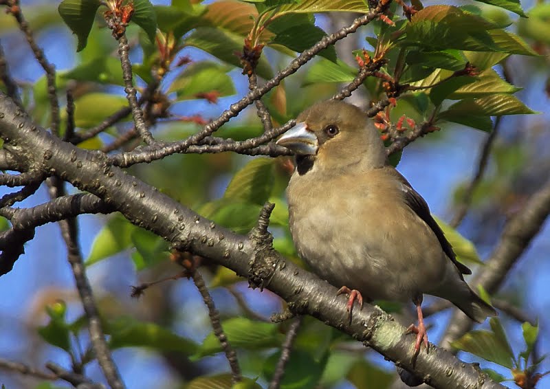 猫が一人でいるときにする8つのこと!