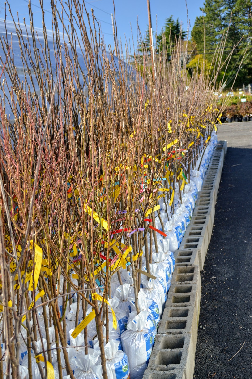 The Outlaw Gardener Kent East Hill Nursery Off to a Great Start!