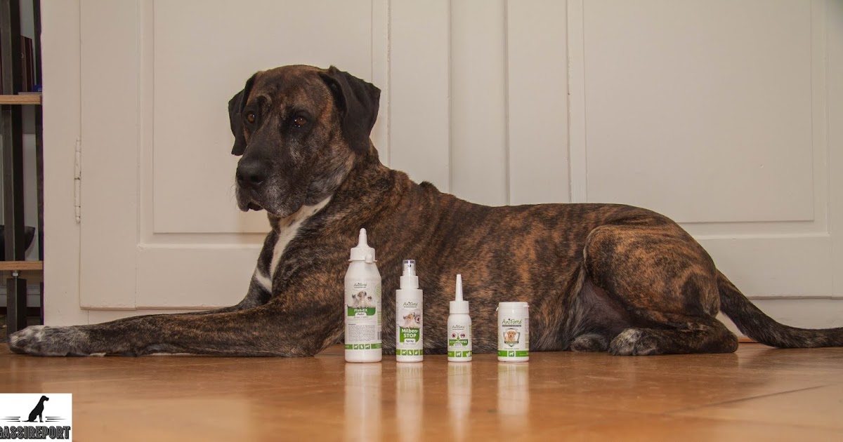 Flöhe bild Floh Zeckenmittel Hunde Test
