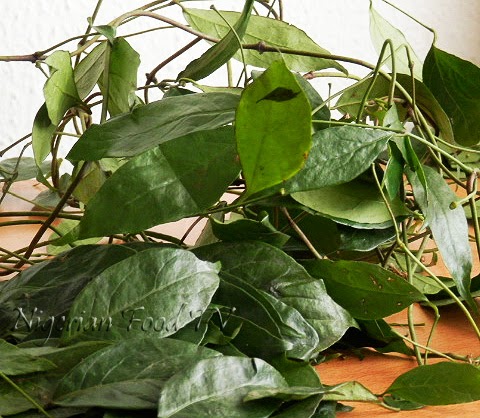 Ukazi leaves Afang Leaves Gnetum Africanum Okazi leaves, Difference Between Okazi(Ukazi),Utazi, and Uziza leaves
