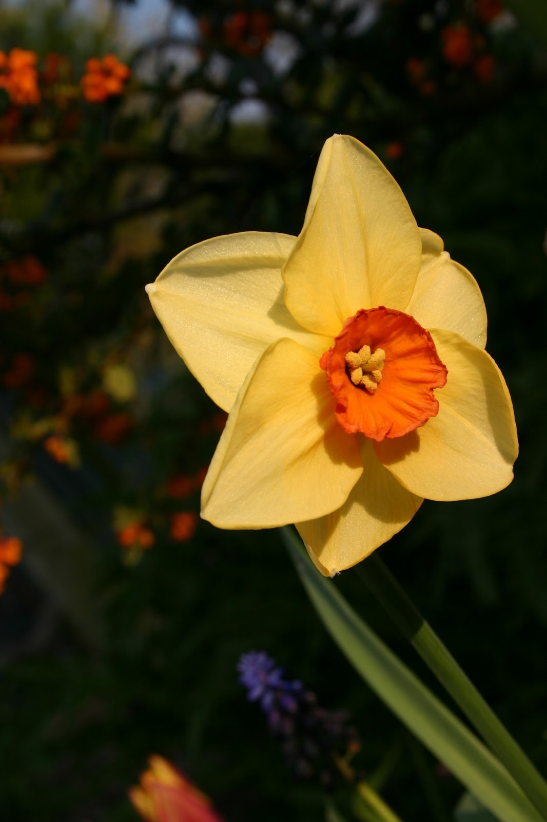 Is This The Way To Amaryllis March 2018