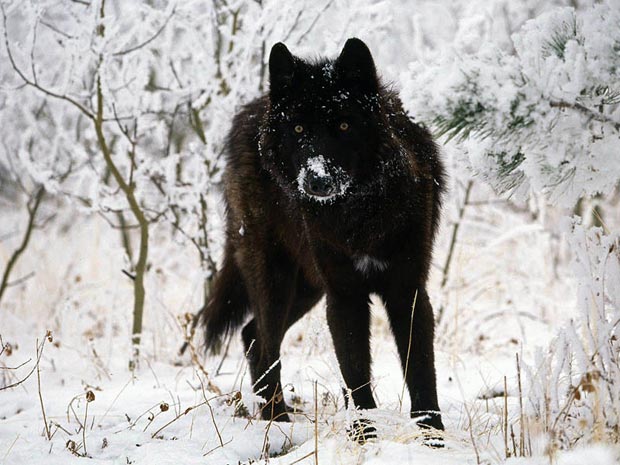 صور حيوانات Melanistic-black-wolf