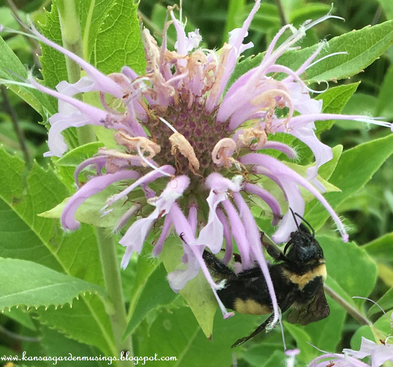 Bombus pensylvanicus - Wikipedia