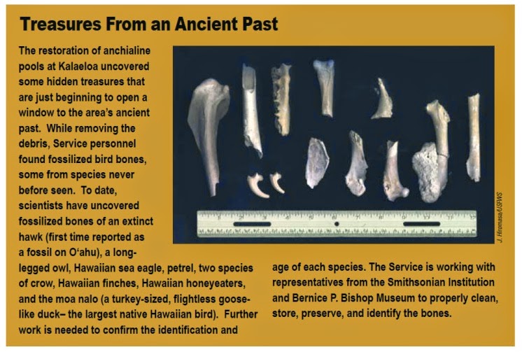 Ewa Hawaii Karst Ewa Plain Karst Discoveries Extinct Bird Species' Fossils Are Found At US