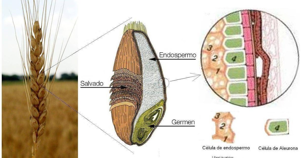 Educando para la salud Los granos, su valor nutricional Educando para la salud Los granos, su valor nutricional