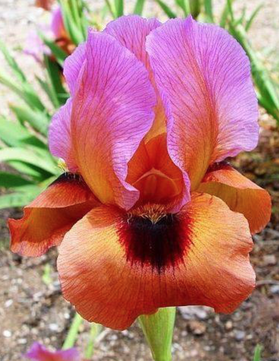 Thrums Fire Iris Shawls