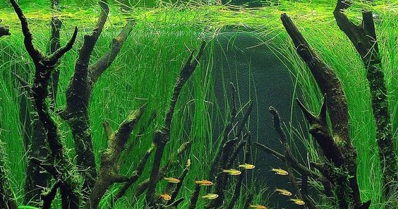 3 Jenis Kayu Yang Cocok Untuk Memulai Pembuatan Aquascape Blog
