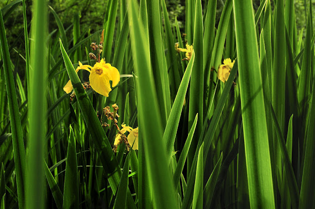 iris des marais, iris pseudocarust