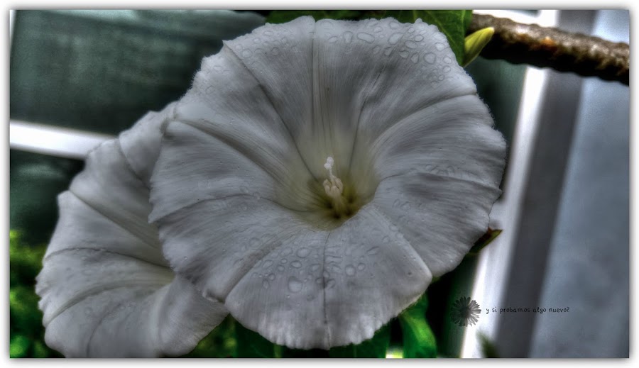 Campanillas