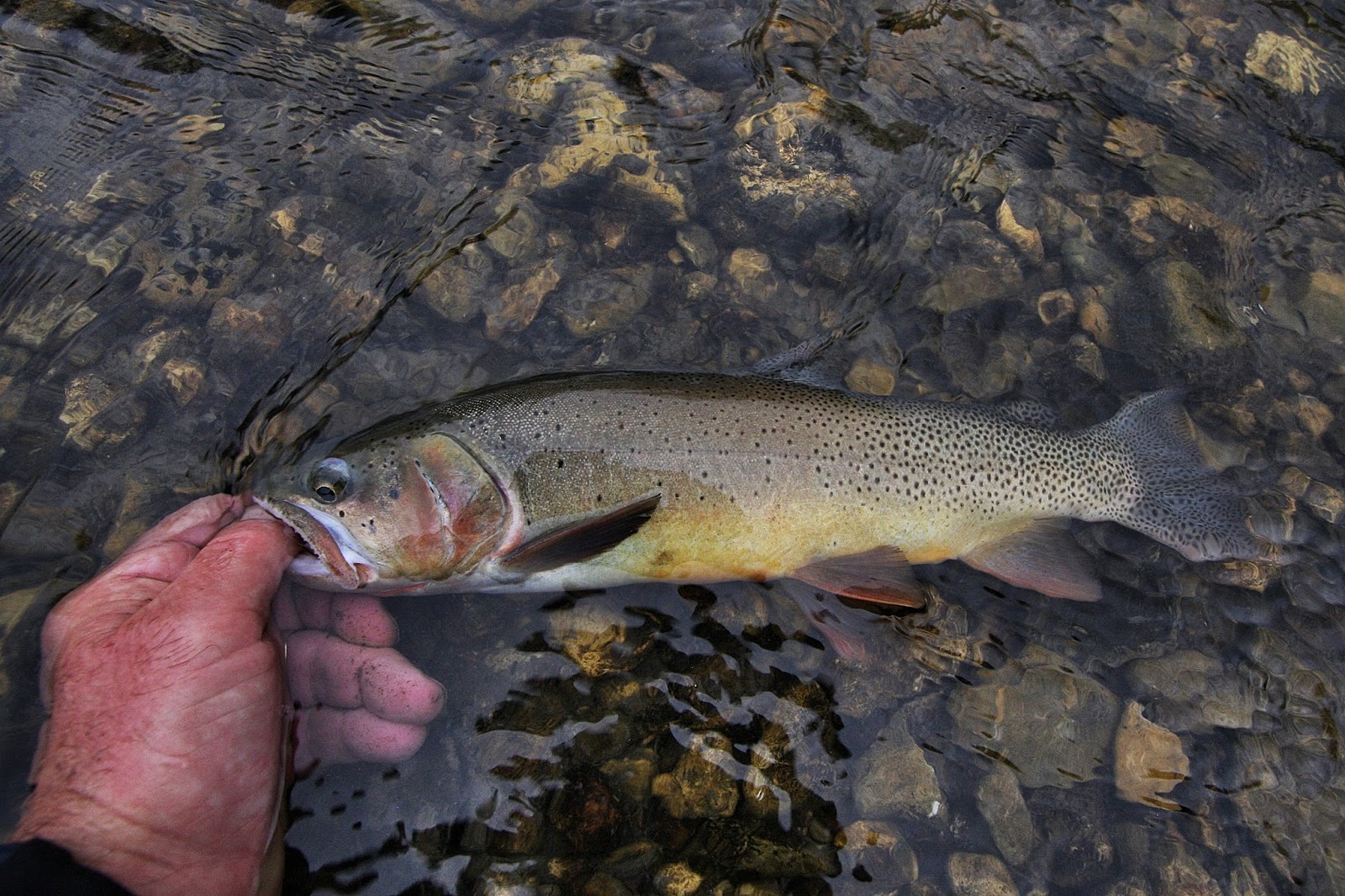 Fly Paper Big Trout in Small Streams Nothing Finer!