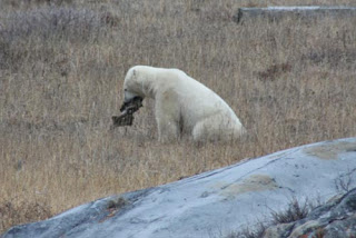 A Bear enjoys a bite of Beluga.