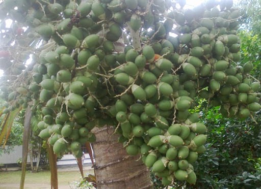 Pengobatan Dan Khasiat Herbal Manfaat Buah Palem