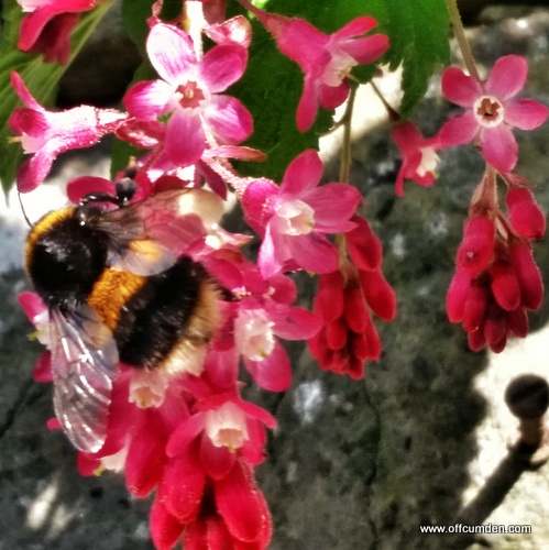 bumblebee on pink flower