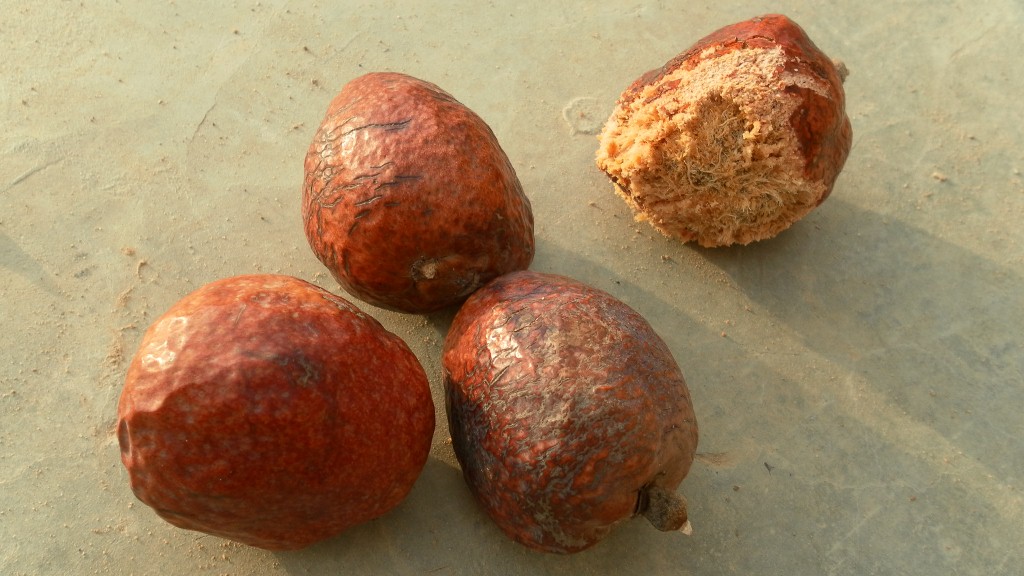 marriage & millet Fruit Taxonomy