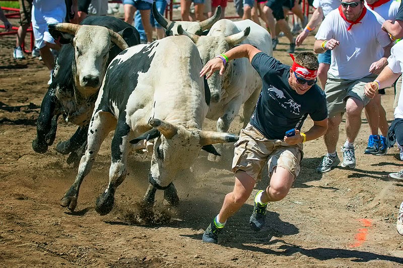 гонится бык