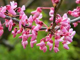 Cercis canadensis Eastern redbud  flowers James Gardens Etobicoke by garden muses-not another Toronto gardening blog