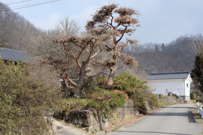 工芸と喫茶ひとつ石の古民家の立派な松　伐採前