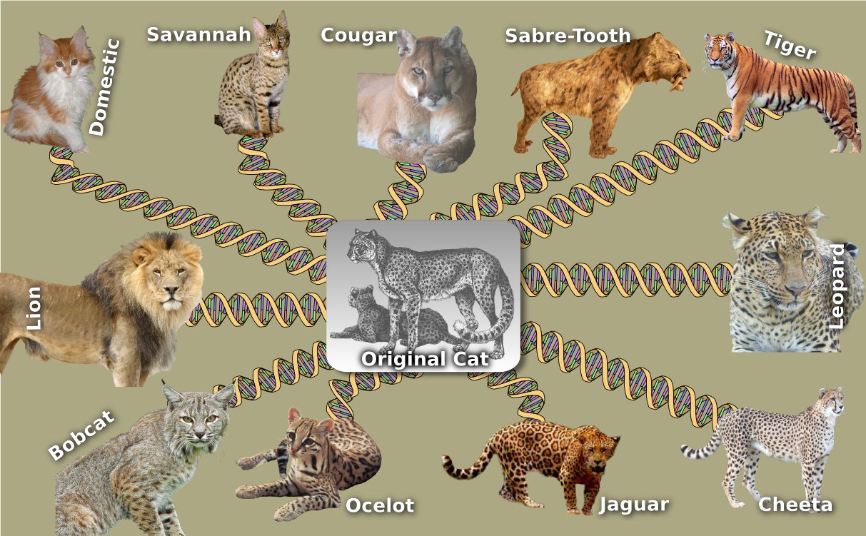 Cats History Timeline At Eugene Luna Blog cats-history-timeline-at-eugene-luna-blog