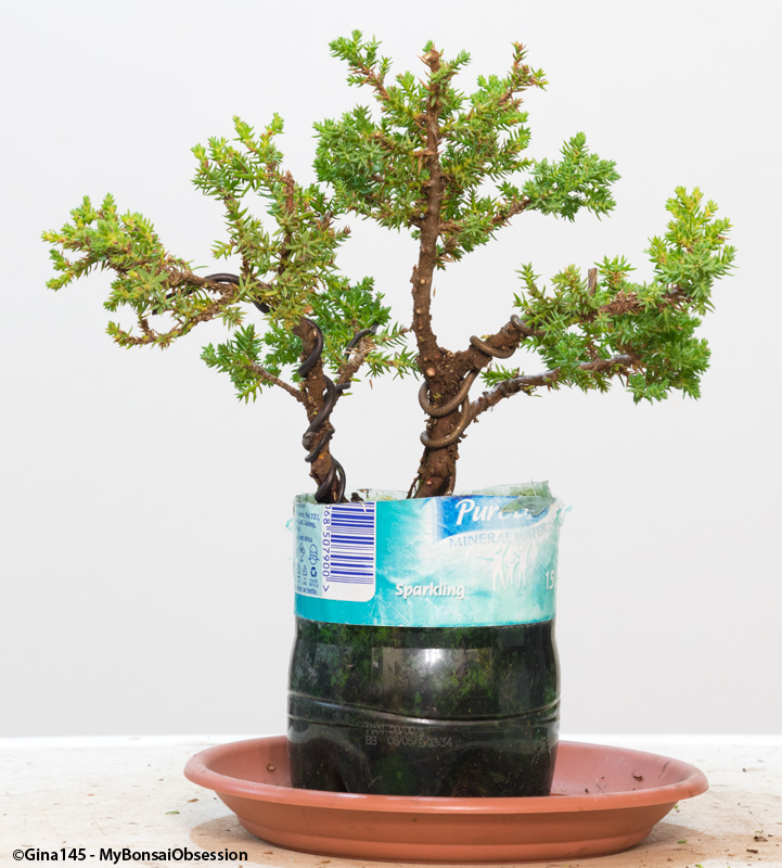 My Bonsai Obsession My Juniper is Half Dead