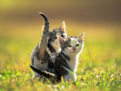 full animal sex videos full animal sex videos