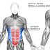SuppVersity EMG Series - Rectus Abdominis, Obliques and Erector Spinae: The Very Best Exercises For Sixpack Abs and a Powerful Midsection