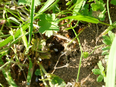 nuptial ant flight jottings wildlife urban nest outside garden
