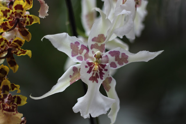 Exposición de orquídeas colombianas en la estación de Atocha