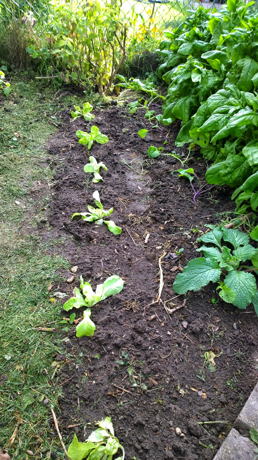 Salat und rechts neben dem Spinat Zucchini (c) by Joachim Wenk Salat und rechts neben dem Spinat Zucchini (c) by Joachim Wenk