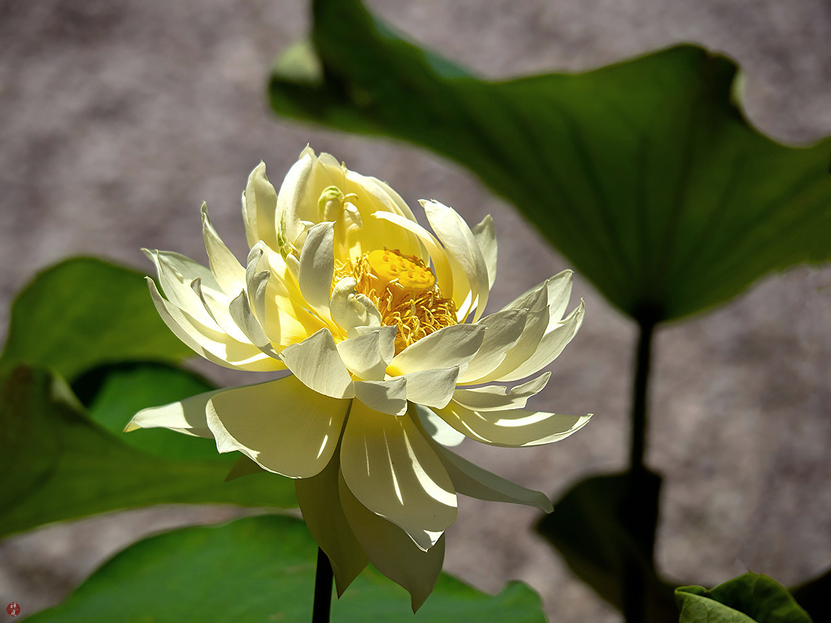 FROM THE GARDEN OF ZEN Earlyblooming lotus flower Kenchoji