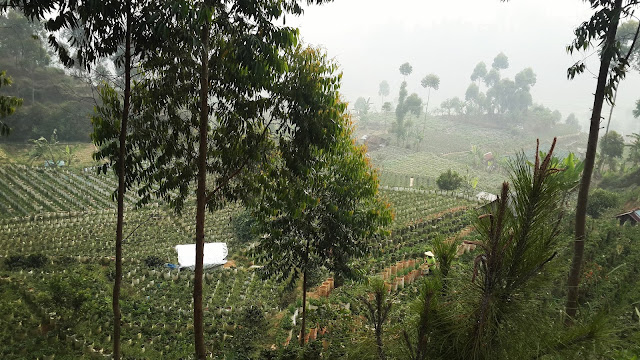 Glamping di Legok Kondang Lodge – Ciwidey Bandung