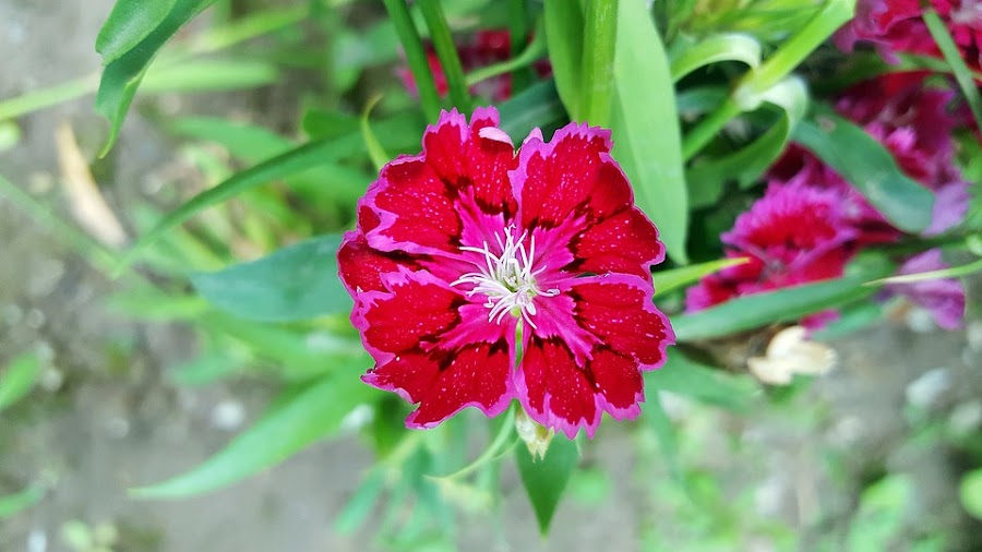 Dianthus, clavel chino o clavelina creará un gran despliegue de colores