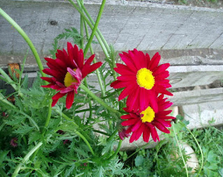 Colorata mâine-i gata...