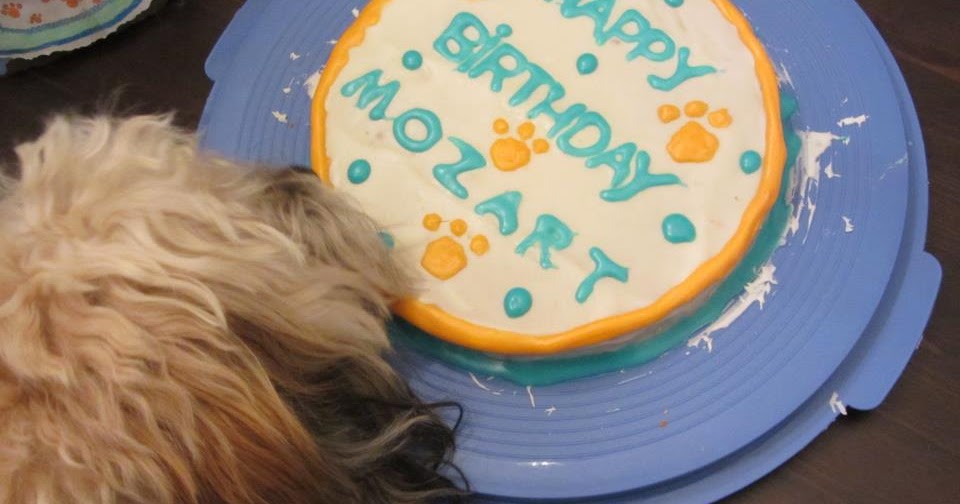 Yogurt icing for dogs Clearance