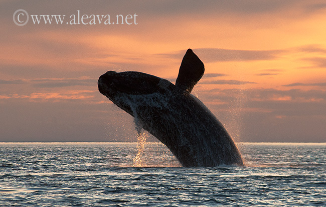 Right Whale in Peninsula Valdes - Sunset