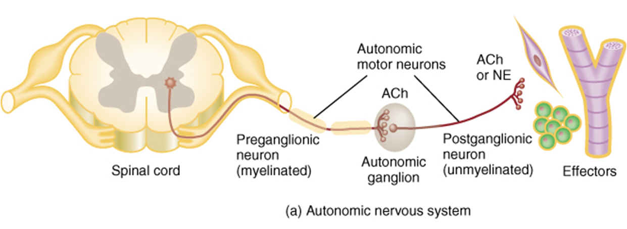 Autonomic Nervous System - Anatomy and Physiology