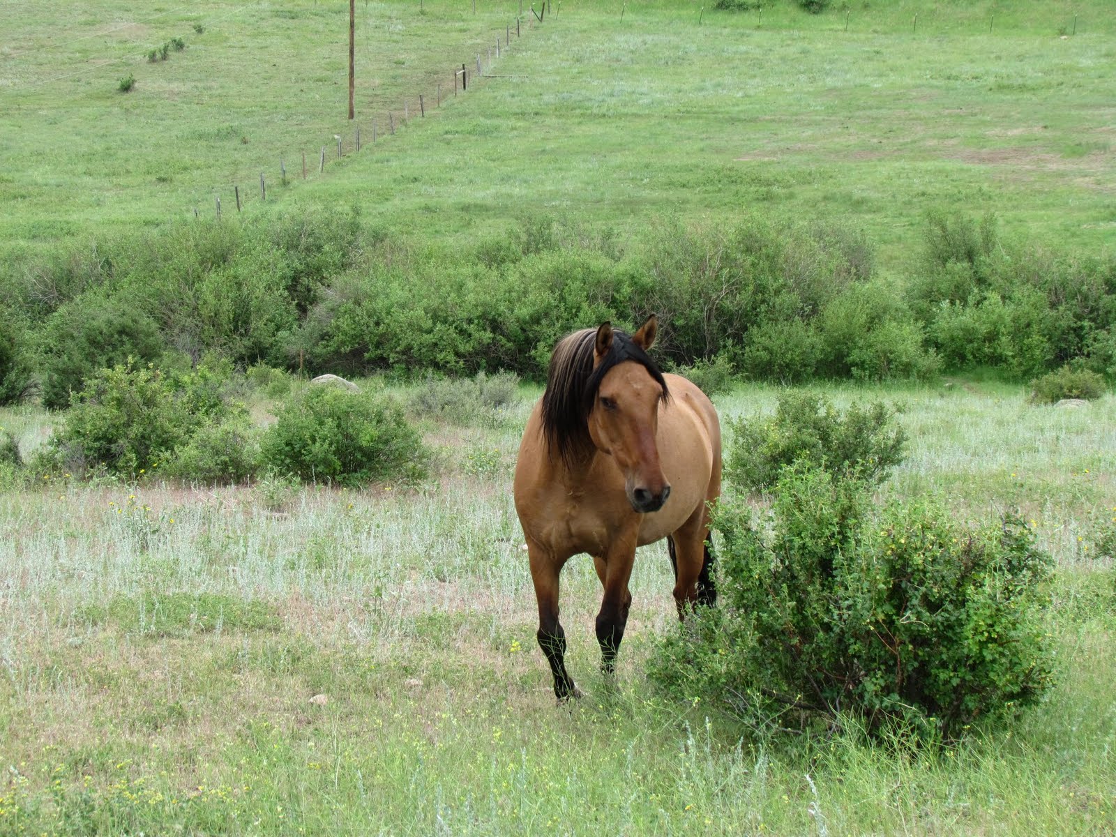 Mustang Eco Tours ARAGON V SPANISH MUSTANG MUSTANG