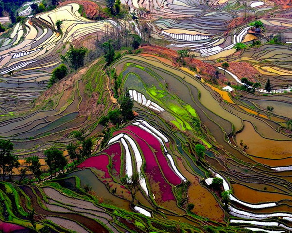 Rice terraces in Yunnan, China