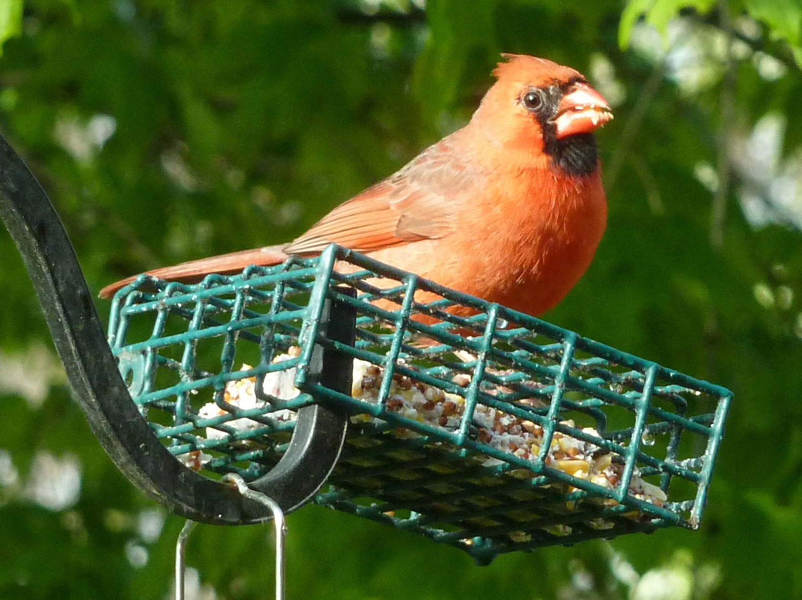 Penelopedia Nature and Garden in Southern Minnesota Cardinal Likes Suet