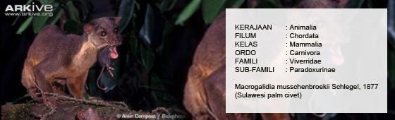 Musang Sulawesi (Macrogalidia musschenbroekii)