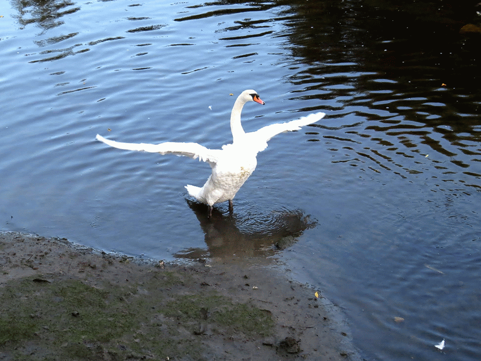 IMG_0026-MOTION.gif