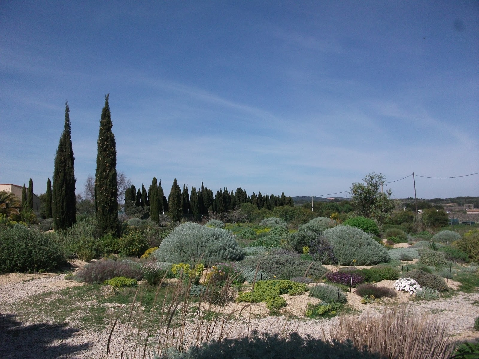 Paisatges i Jardins Landscapes and Gardens Pépinière Filippi Olivier