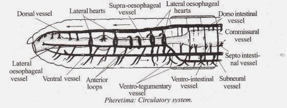 Biolearnspot: Earthworm circulatory system
