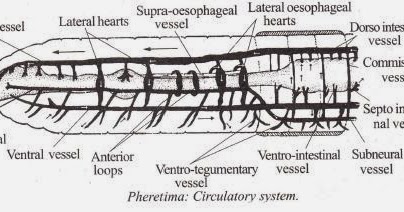 Biolearnspot: Earthworm circulatory system